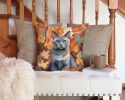 Korat Cat in Fall Leaves Throw Pillow Machine Washable, Indoor Outdoor Decorative Pillow for Couch, Bed or Patio, 14Hx14W